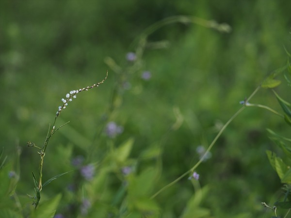 sirobanasakuratade30368