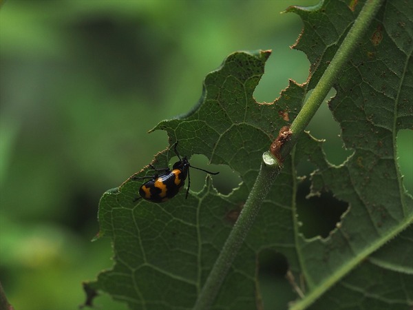 itadorihamusi70819