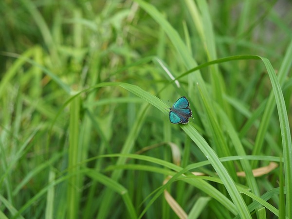 monosasitonbo10313