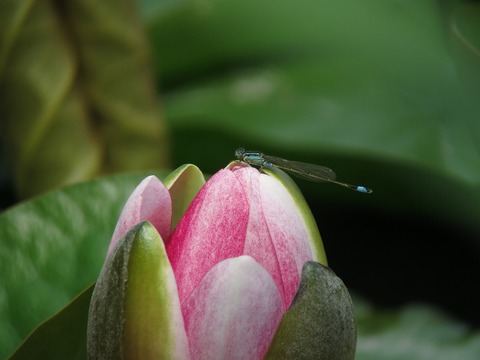 aomonitotonbo5325
