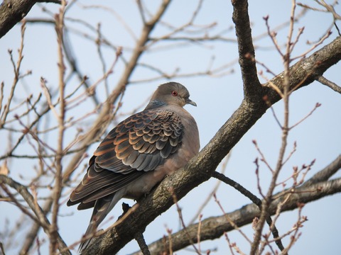 kijibato9852