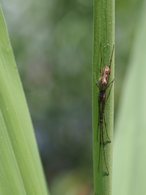onagagumo2599