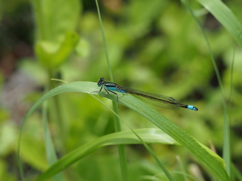 aomonitotonbo2971