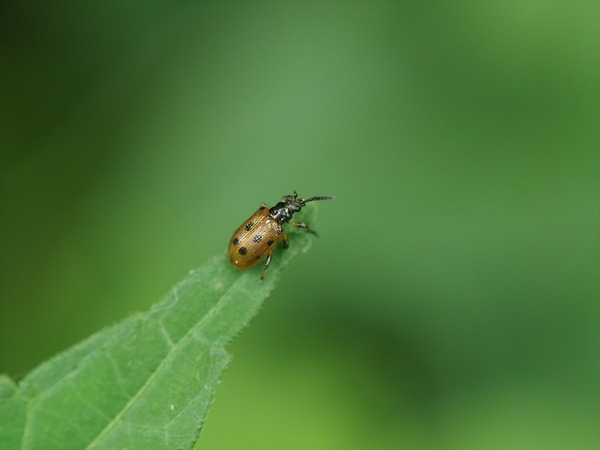 tohosikubibosohamusi00830