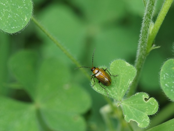 urihamusimodoki00888