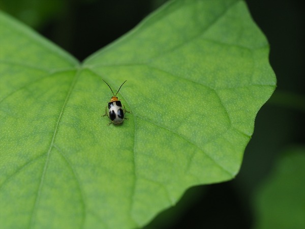 yotubosihamusi00833