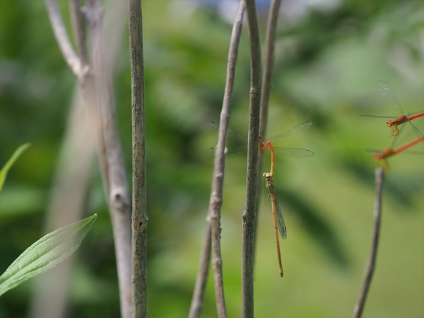 beniitotonbo30583