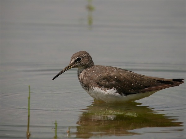 kusasigi70385