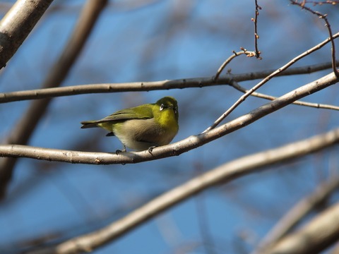 mejiro0217
