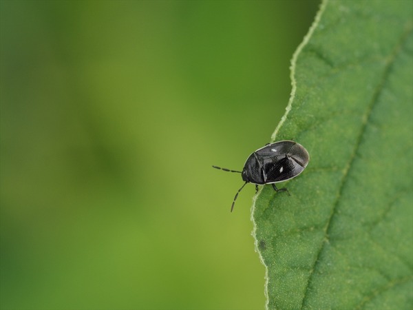 hutabositutikamemusi50062
