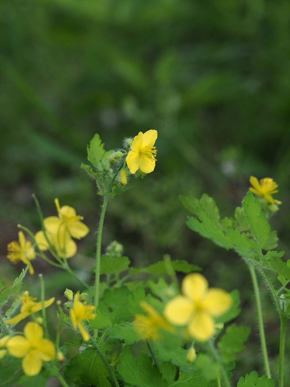 kusanoou40519