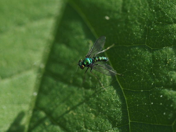 asinagabae30076
