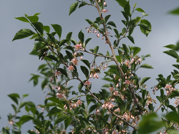 akabanasidareego40517