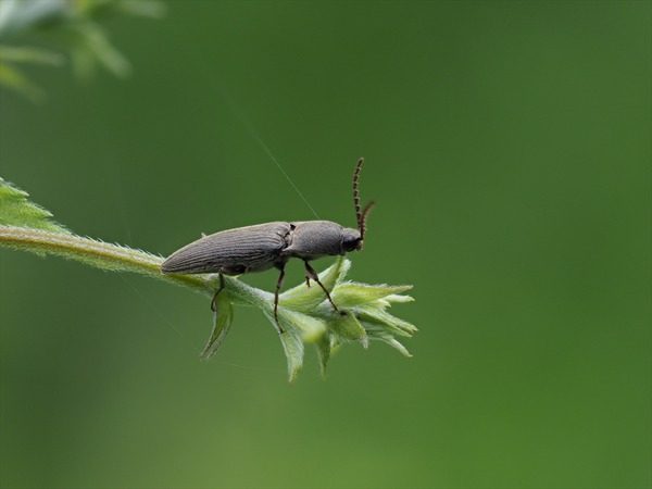 kometukumusi40263