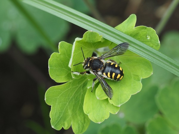 tomonhanabati00086
