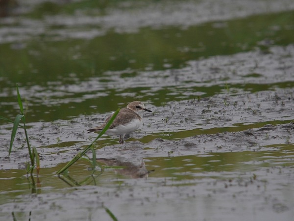 sirotidori40827