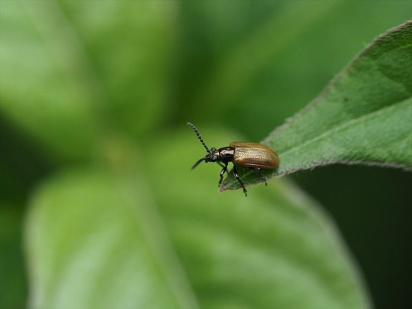 tohosikubibosohamusi00747