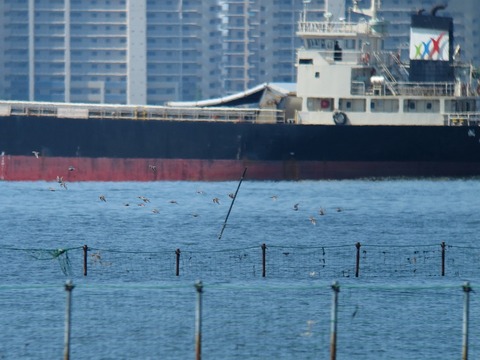 hamasigi8358