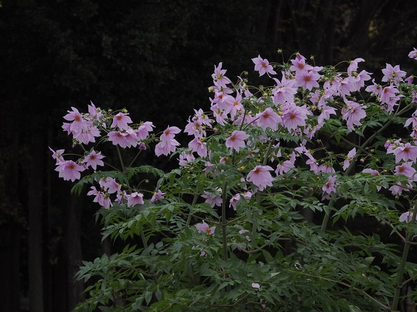 kouteidaria80593