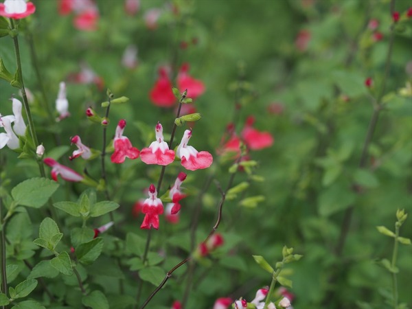 cherrysage40528