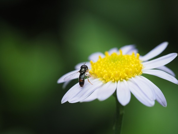 kiasimamehirataabu00483