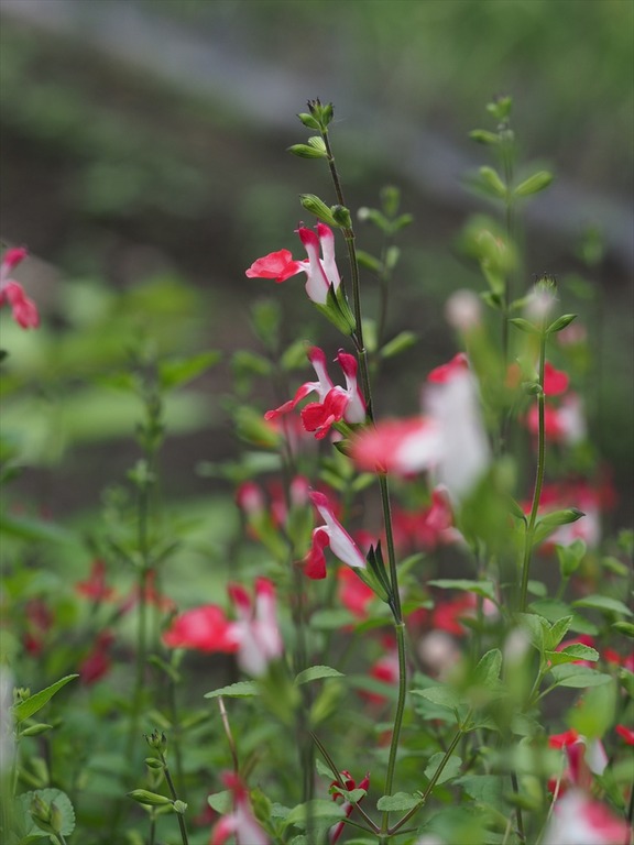 cherrysage40527
