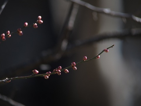 tubomi0324
