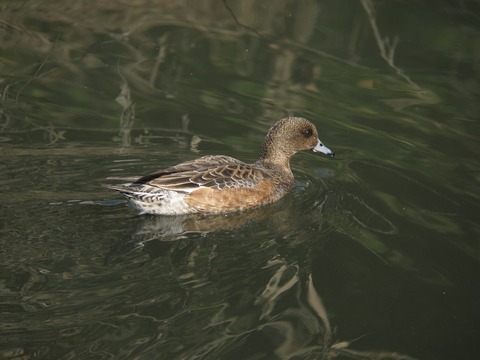 hodorigamo9742