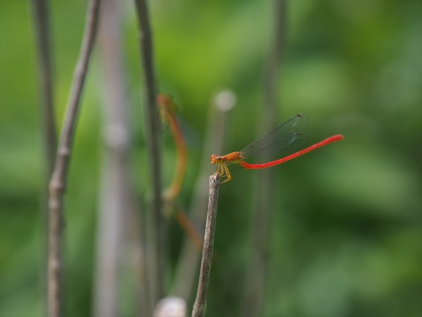 beniitotonbo30592