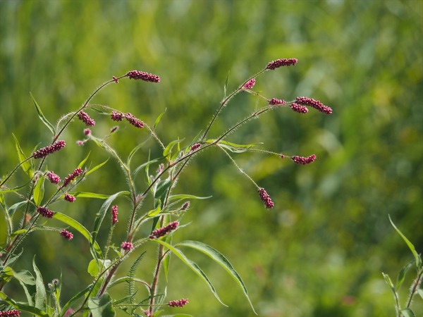 nioitade30270