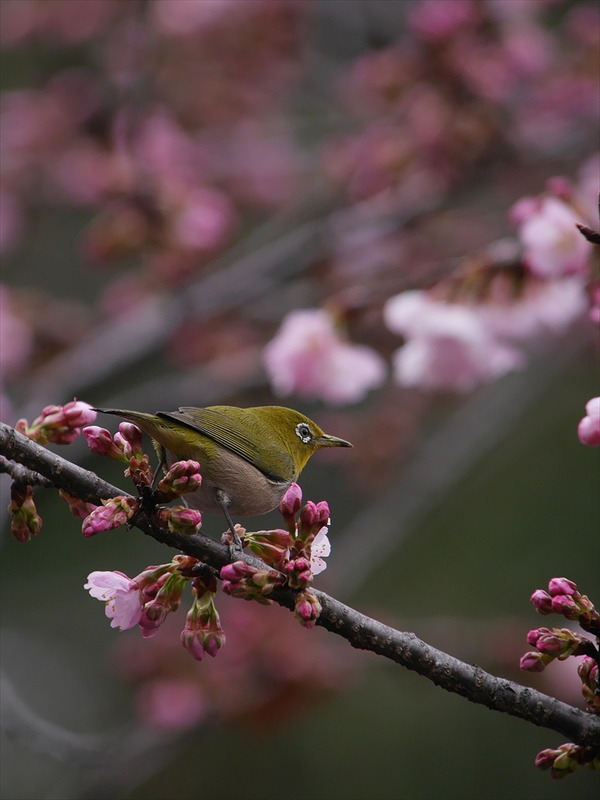 mejiro60793