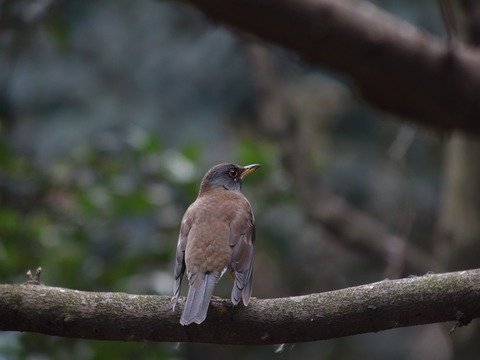 sirohara7826