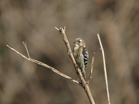 kogera0456