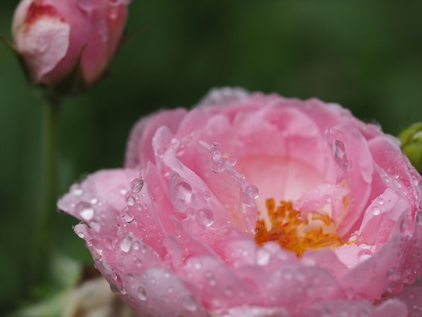 rose40428