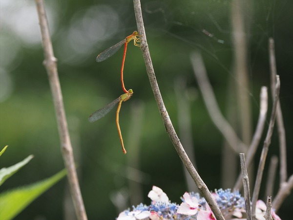 beniitotonbo30519