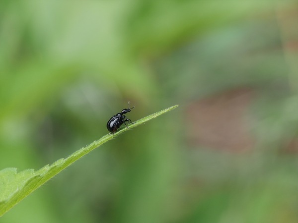 himekurootosibumi10247