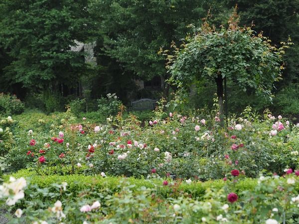 rose garden4048