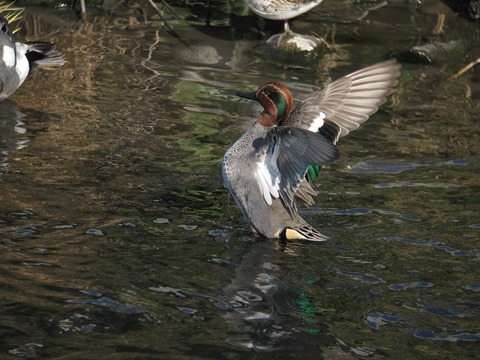 kogamo9499