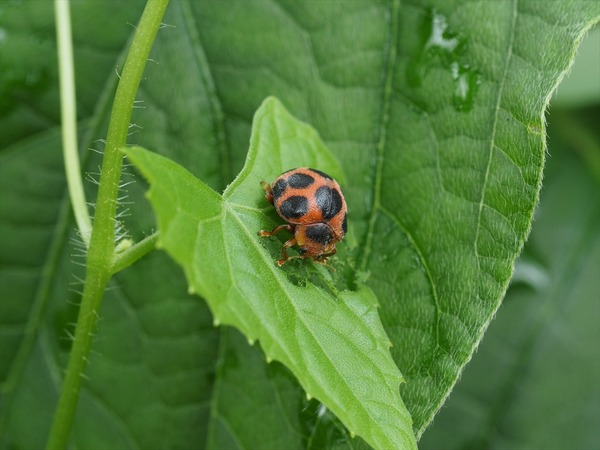 tohositentou00372
