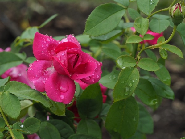 rose40521