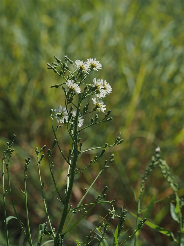 akinonogesi20050