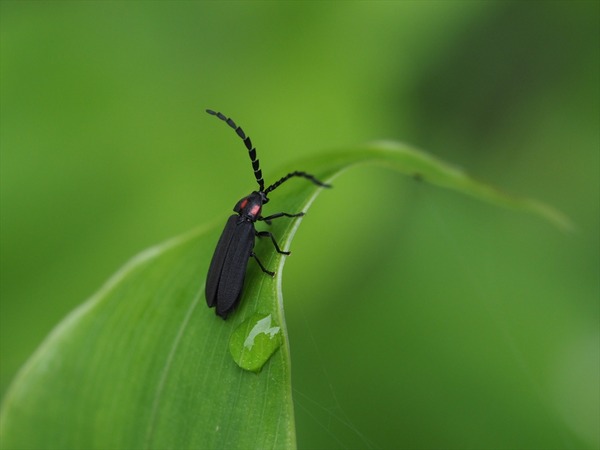 obabotaru70547