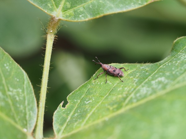 tohosiosazoumusi10856