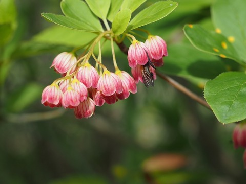 sarasadoudan0265