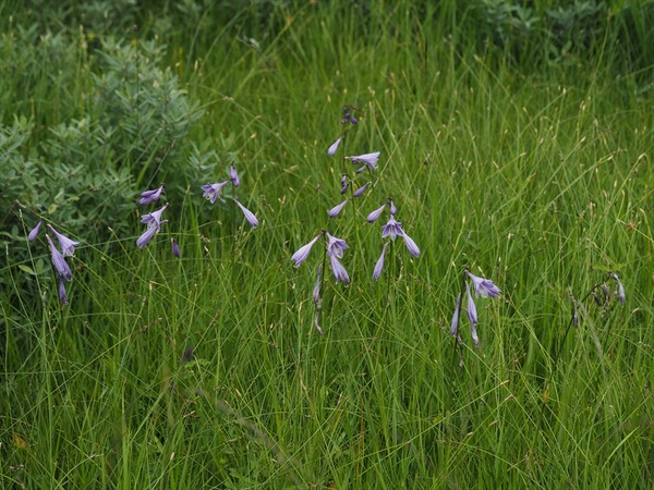 kobagibosi70179