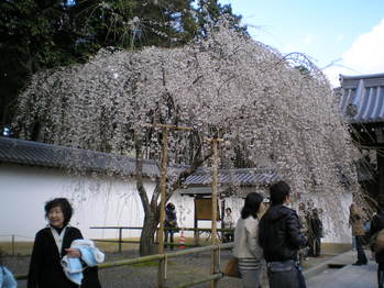枝垂桜