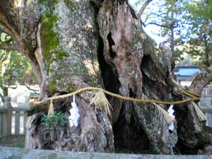 樹齢3000年
