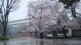 北関東の桜