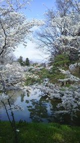 2017最後の桜