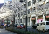 東京の桜